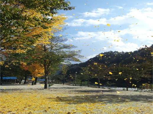 화랑유원지캠핑장